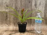 In Spike - Phrag QF Malia × Twiight 'Rising Rocket' (4.5" pot) - Image 4