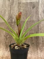 In Spike - Phrag QF Malia × Twiight 'Rising Rocket' (4.5" pot) - Image 2