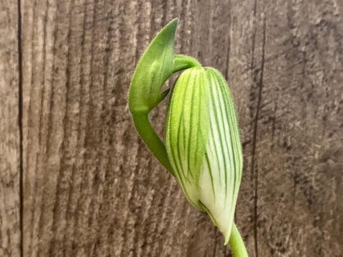 In Spike - Paph. Spring Citron 'Big Brother' × Paph. Hualalai 'Dark Stripes' (3.5” pot) - Image 3
