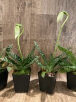 In Spike - Paph. Spring Citron 'Big Brother' × Paph. Hualalai 'Dark Stripes' (3.5” pot) - Image 6