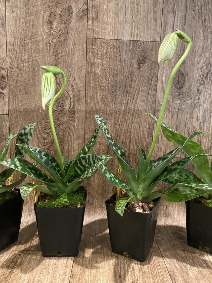 In Spike - Paph. Spring Citron 'Big Brother' × Paph. Hualalai 'Dark Stripes' (3.5” pot) - Image 6