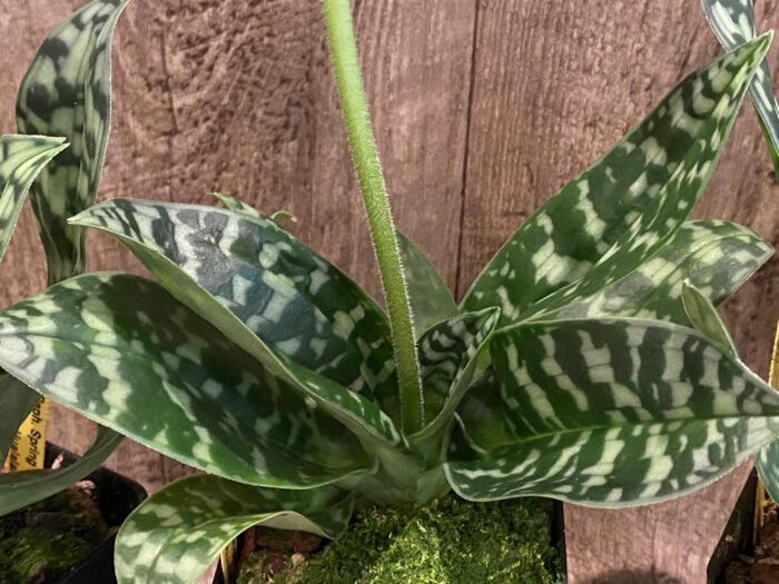 In Spike - Paph. Spring Citron 'Big Brother' × Paph. Hualalai 'Dark Stripes' (3.5” pot) - Image 9