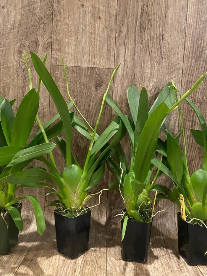 Double Spikes Vuylstekeara Melissa Brianne ‘Dark’ (2” Pot) - Image 3