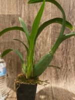 Banfieldara Gilded Tower 'Mystic Maze' (3.5" pot) - Image 6