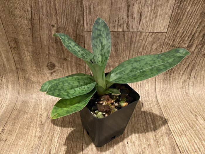 Paph. QF Babylon (urbanianum x QF Voodoo) (3.5” pot) - Image 2