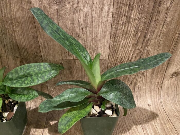 Paphiopedilum Satchel's Legend × mastersianum (3.5” pot) - Image 2