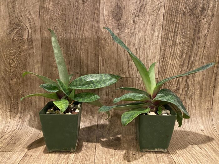 Paphiopedilum Satchel's Legend × mastersianum (3.5” pot) - Image 5