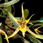 In Spike Maclellanara Yellow Star 'Stellar' (Cornelia x Gilded Urchin) (3.5” pot)