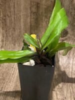 In Spike/ Bud Paphiopedilum Spicerianum x sib (2" pot) - Image 2