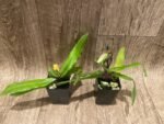 In Spike/ Bud Paphiopedilum Spicerianum x sib (2" pot) - Image 5