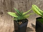 Paphiopedilum venustum album Multi-Growths (2” pot) - Image 6