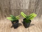 Paphiopedilum venustum album Multi-Growths (2” pot) - Image 8