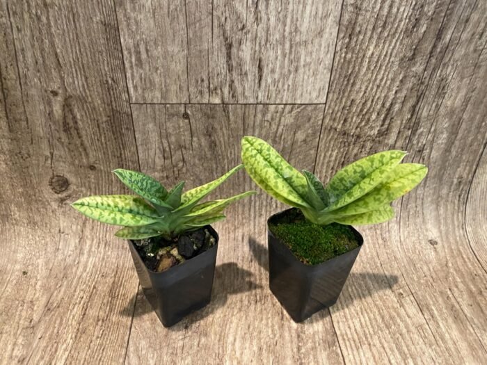 Paphiopedilum venustum album Multi-Growths (2” pot) - Image 8