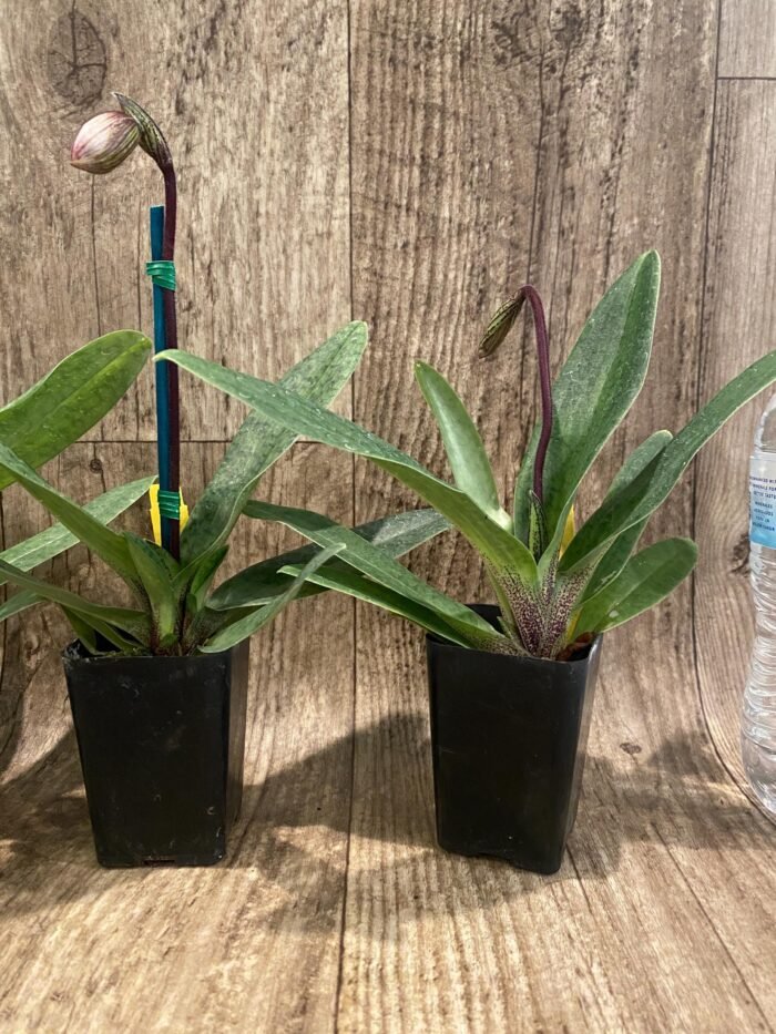 In Spike  Paph. Sukhakulii x Charlesworthii (Miao Hua × MH Chili) (2” pot) - Image 4