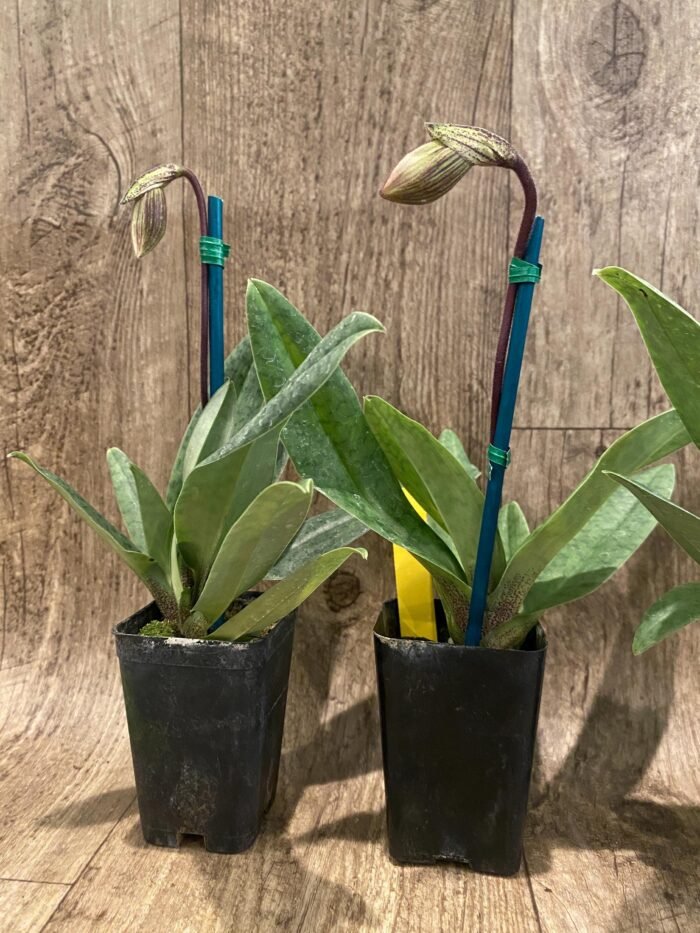 In Spike  Paph. Sukhakulii x Charlesworthii (Miao Hua × MH Chili) (2” pot) - Image 5
