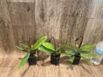 In Spike Paph. (Chouyi Citron × Chouyi Apple) (Jumbo × Charlesworthii × (Miao × Chill) (2” pot) - Image 3