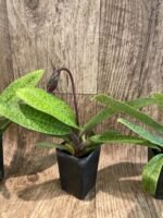 In Spike Paph. (Chouyi Citron × Chouyi Apple) (Jumbo × Charlesworthii × (Miao × Chill) (2” pot) - Image 4