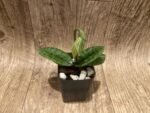 In Spike Paphiopedilum venustum x sib (2” pot) - Image 2