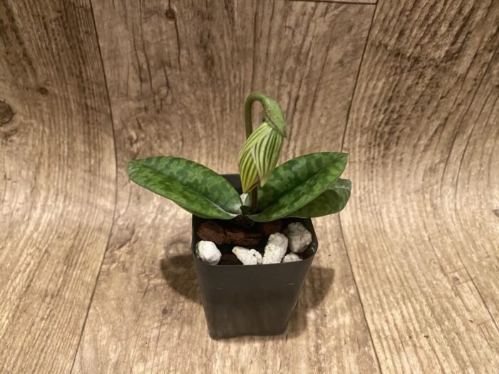 In Spike Paphiopedilum venustum x sib (2” pot) - Image 2
