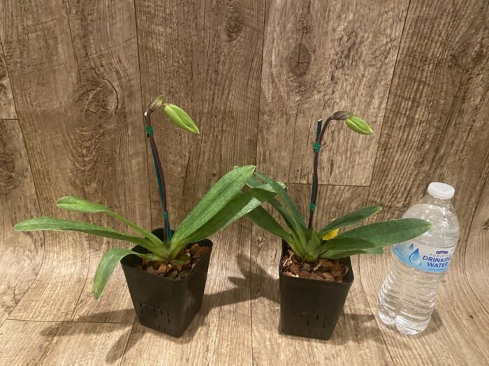 In Spike Paph. Sukhakuhi x Henryanum 'Daya x 7000’ (3.5 pot) - Image 3