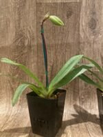 In Spike Paph. Sukhakuhi x Henryanum 'Daya x 7000’ (3.5 pot) - Image 4