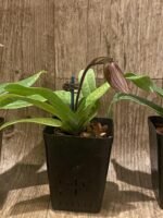 In Spike Paph. Charlesworthii Album (Perfection × New Wave) x Hilo Super Citron (3.5” pot) - Image 5