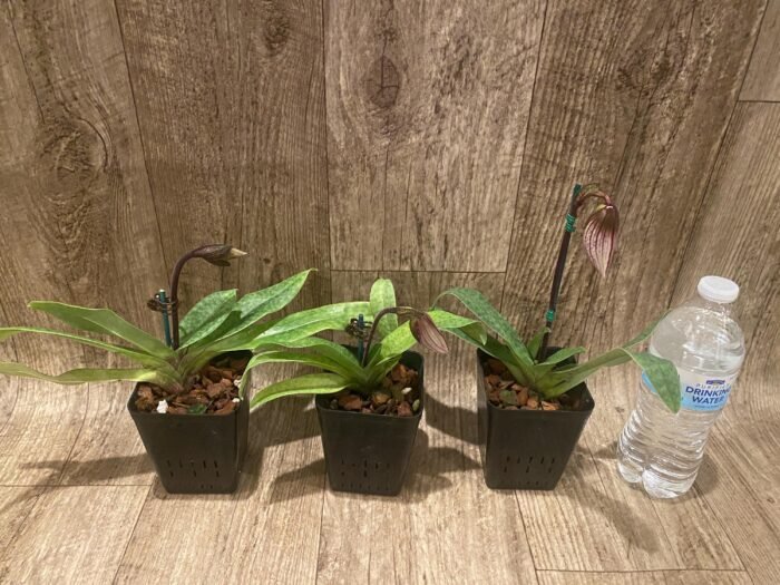 In Spike Paph. Charlesworthii Album (Perfection × New Wave) x Hilo Super Citron (3.5” pot) - Image 4
