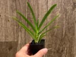Vanda Mokara Royal Pink (2” pot) - Image 3