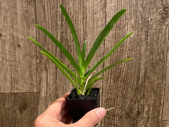 Vanda Mokara Royal Pink (2” pot) - Image 3