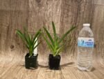 Vanda Mokara Royal Pink (2” pot) - Image 5