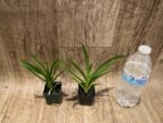Vanda Mokara Royal Pink (2” pot) - Image 6
