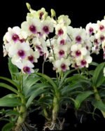 In Spike Dendrobium Jade Classic (3.5” pot)