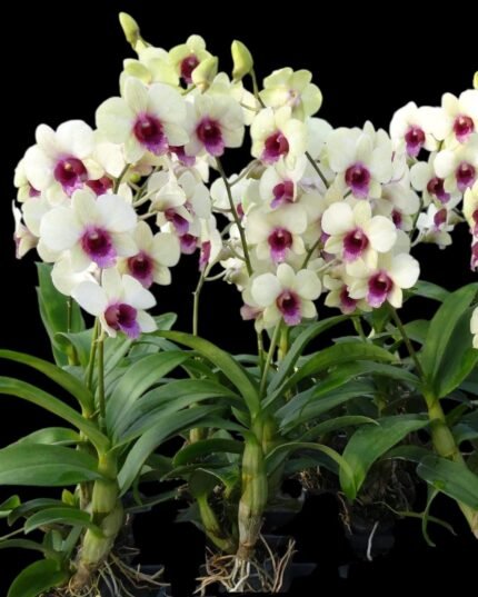 In Spike Dendrobium Jade Classic (3.5” pot)