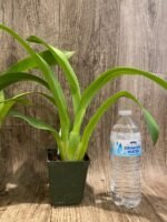 Arthurara Sea Snake ‘Unforgettable’ (3.5” pot) - Image 8