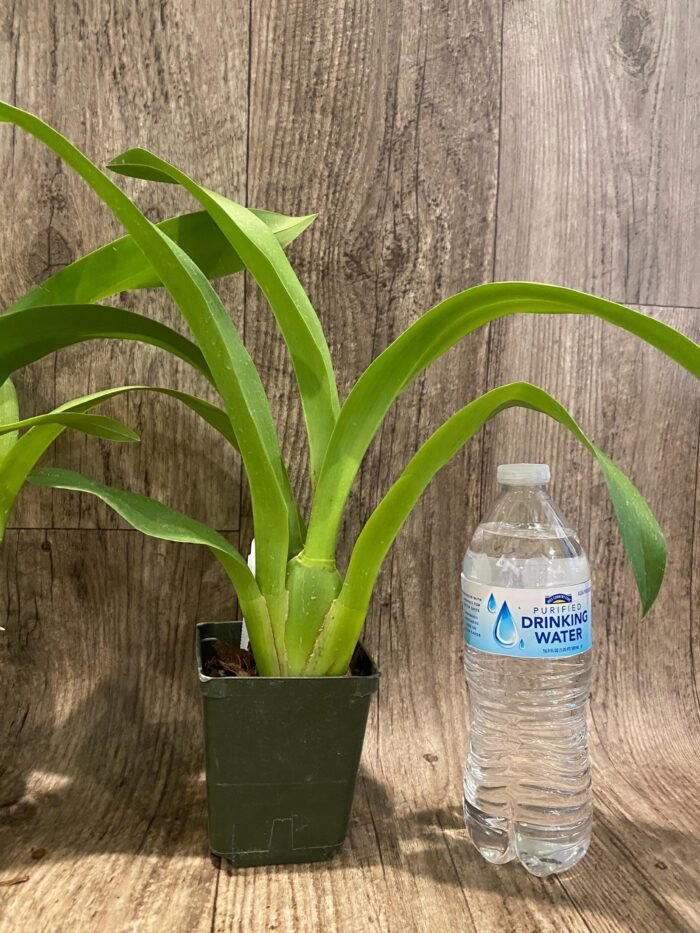 Arthurara Sea Snake ‘Unforgettable’ (3.5” pot) - Image 8