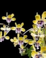 Dendrobium violaceoflavens (3.5” Pot) - Image 2