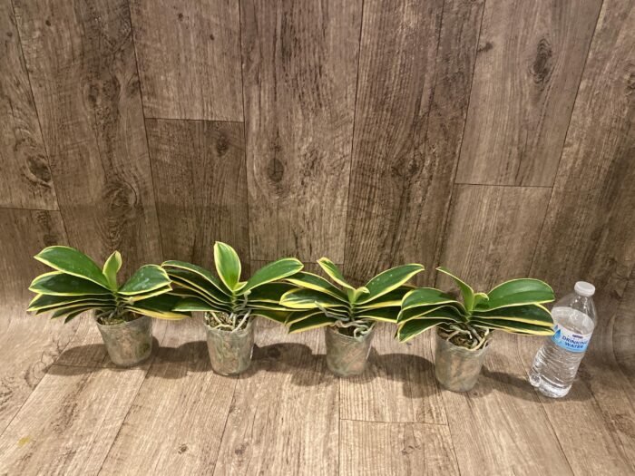 Phalaenopsis Chia E Yenlin (variegated & 2 eyes) (3.5" pot) - Image 7