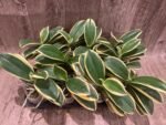 Phalaenopsis Chia E Yenlin (variegated & 2 eyes) (3.5" pot) - Image 9
