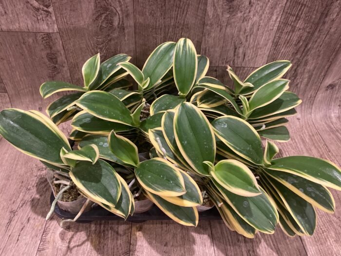 Phalaenopsis Chia E Yenlin (variegated & 2 eyes) (3.5" pot) - Image 9