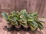 Phalaenopsis Chia E Yenlin (variegated & 2 eyes) (3.5" pot) - Image 10