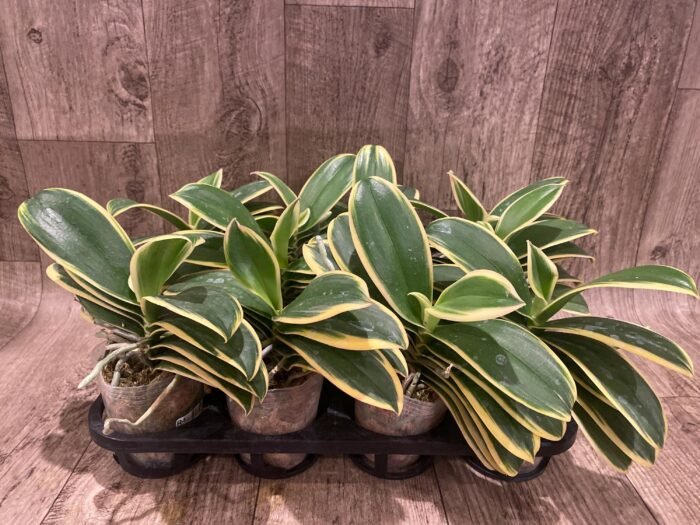 Phalaenopsis Chia E Yenlin (variegated & 2 eyes) (3.5" pot) - Image 10