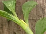In Bud Cycnoches Richard Brandon 'New Year' × Cyc. cooperi (2.25” pot) - Image 5