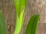 In Sheath Rlc. Miss Thailand × RIc. Thaksina Gold (5” pot) - Image 2