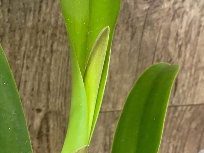 In Sheath Rlc. Miss Thailand × RIc. Thaksina Gold (5” pot) - Image 2