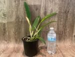 In Sheath Rlc. Miss Thailand × RIc. Thaksina Gold (5” pot) - Image 5