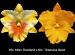 In Sheath Rlc. Miss Thailand × RIc. Thaksina Gold (5” pot)
