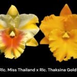 Rlc. Miss Thailand × RIc. Thaksina Gold (5” pot)