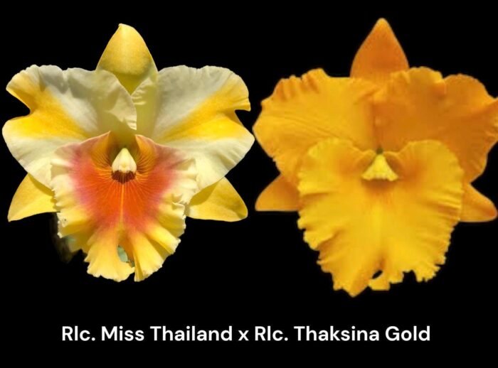 In Sheath Rlc. Miss Thailand × RIc. Thaksina Gold (5” pot) - Image 1
