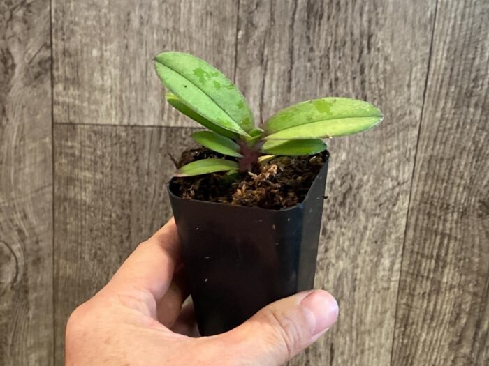 Doritis pulcherrima v. champorensis ‘Pink’ ( Phalaenopsis) Seedling (2" pot) - Image 8