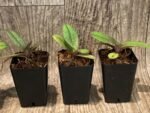 Doritis pulcherrima v. champorensis ‘Pink’ ( Phalaenopsis) Seedling (2" pot) - Image 7